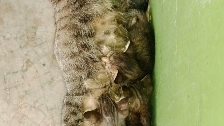 🐱 进来  小猫咪的可爱瞬间，这也太治愈了吧