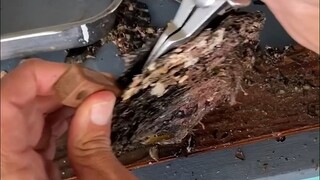 Using professional tools to open oysters and extract pearls is like performing a micro-surgery...