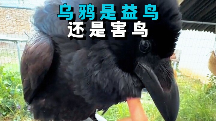 Apakah burung gagak sebenarnya burung yang bermanfaat atau merugikan?