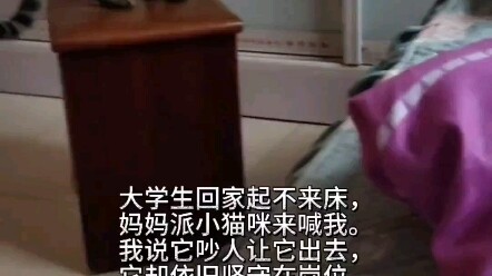The Cat That’s the Alarm Clock at Home