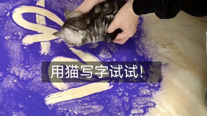 Let’s try writing with a cat!