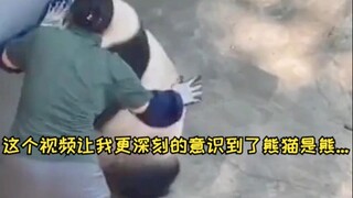 This video made me realize more deeply that pandas are bears 🐼