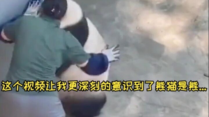 هذا الفيديو جعلني أدرك بشكل أعمق أن الباندا هي دب 🐼