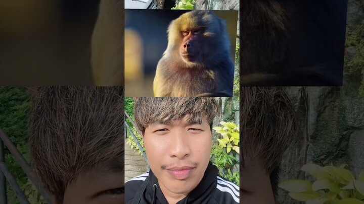 เราจะเหมาะกับสัตว์อะไรที่สุด🐼🐵⁉️ #challenge #effect #animals #ฝากติดตาม #มิสเตอร์แมน #เอ็นจอยคับผม