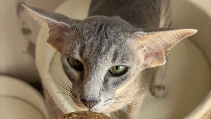 Extra-Large Catnip Ball