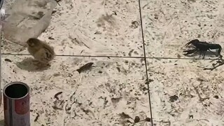 2月17日成都，遇到这样的房客，血压升高，什么动物都养