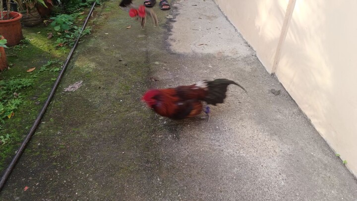 Mclean Hatch SC VS McLean Hatch PC