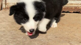 What is the price of Border Collie in the market?