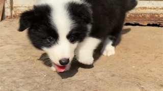 Berapa harga Border Collie di pasaran?