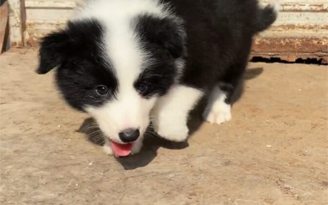 Berapa harga Border Collie di pasaran?