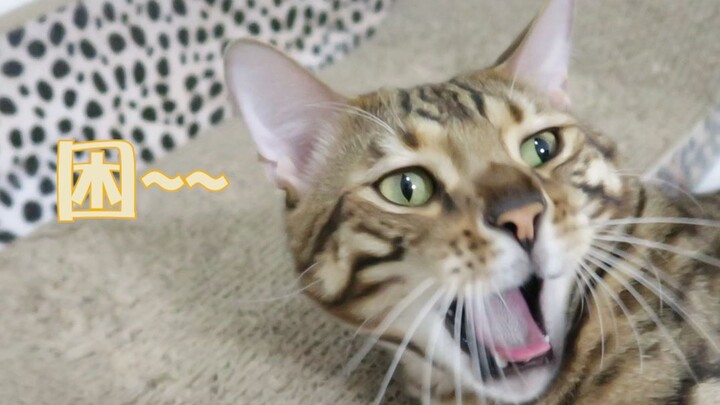 Since you’ve already adopted a cat that won’t listen, might as well make each other miserable! Let’s