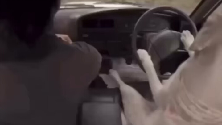 The Dream Life of a Dog Owner