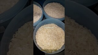 DYMA |ASMR RAW RICE EATING |Makan Beras | asmrrawriceeating| #asmrsounds  #asmr #shorts #mukbang
