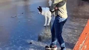 เจ้าหมาน้อย แกช่างฉลาดเหมือนคนเลย!