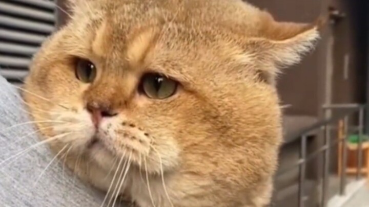 Kucing: Kenapa aku bisa semurah ini!