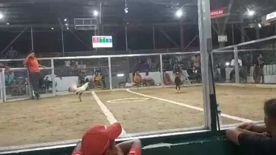 win mclean hatch x dom