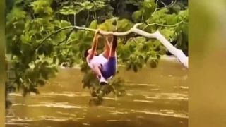 หนักเกินไปกิ่งไม้ไม่สามารถยืนได