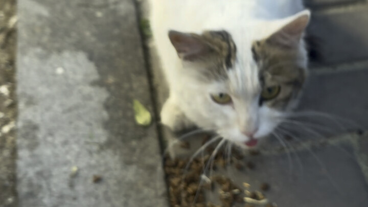 Cuaca mulai panas, hewan-hewan liar kesulitan mencari makan. Kalau kalian melihatnya, tolong beri me