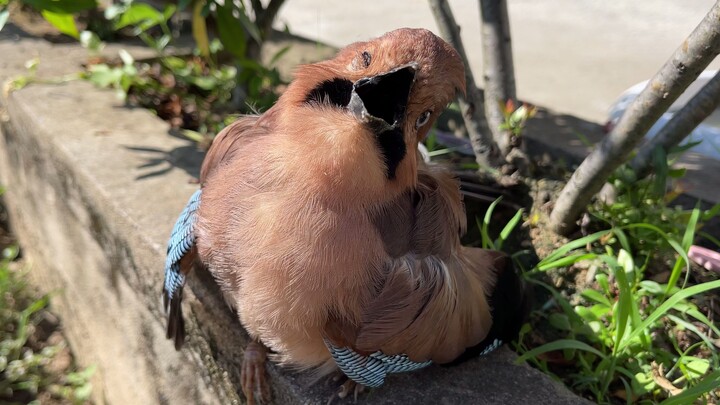 Do birds dream even when they’re asleep?