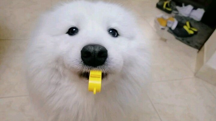 Funny moments with my Samoyed dog