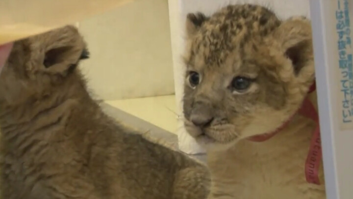 Nai Shi: You haven’t fed me yet—now it’s my turn! The little lion cub, just born not long ago, is so