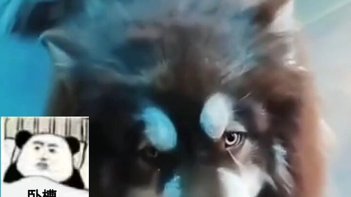 Who the hell would dare kick this?