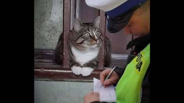 “This cat… made me laugh for 2 minutes and 48 seconds!”