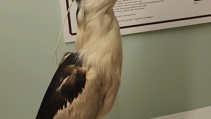 好多鸟的标本啊...嗯？你是？