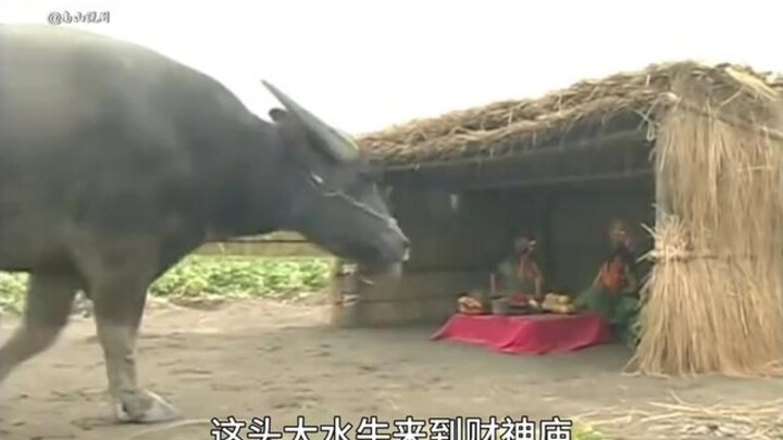 ركعت ثور مائي ثلاث مرات أمام إله الثروة، فإذا بالسماء تتحول فجأة: رعود وبرق تملأ الأجواء!