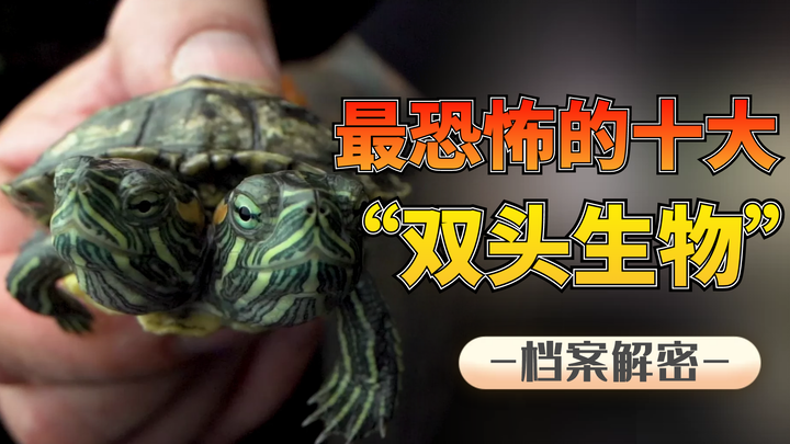 Top 10 Terrifying Two-Headed Creatures — This Two-Headed Cat Actually Looks Kind of Cute!