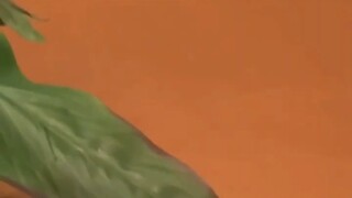 240911 SEVENTEEN 权顺荣HOSHI 只转了一圈 唉? 零站