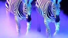 Viral zebra putih kembar #viral