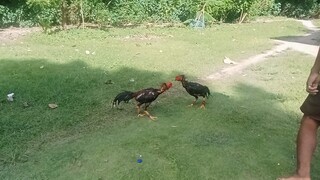 ayam jago