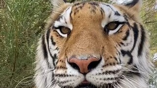 [Harimau] Ini menguap sangat besar