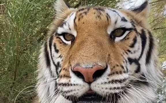 [Tiger] This is a particularly big yawn