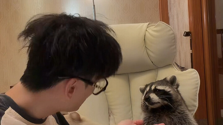 Cho gấu mèo ăn mì bò viên