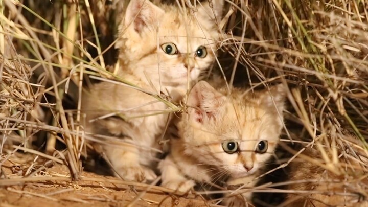 Desert Cat: We eat poisonous snakes like spicy sticks, it’s so vicious!