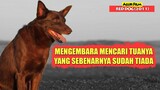 Mengembara Berkeliling Untuk Mencari Tuanya Yang Sudah Tiada | Alur Cerita Film RED DOG (2011)