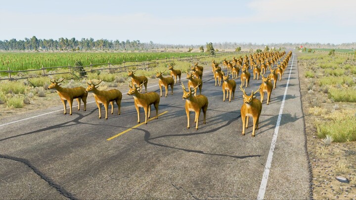There are deer on the road, and deer are on the road.