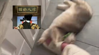 القط "سيدي الكبير، من فضلك اعذر القطة الصغيرة!!! كل ما أردت فعله هو المساعدة في تنظيف الأرضية~"