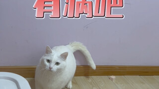 What happens when you scare a cat when it is about to jump? #Don't laugh at kittens#The cat loses it