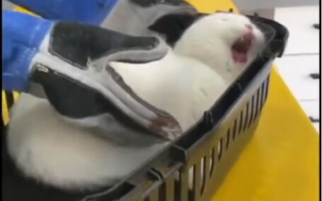 Hakimi bề ngoài hung dữ nhưng thực ra rất nhát.