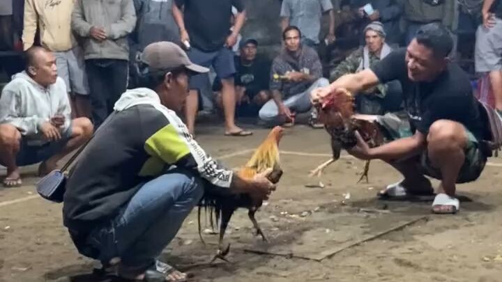 My Creator Bilibili Sabung Ayam 3