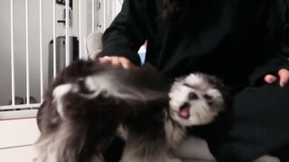 The pet owner returns home after being away for 4 days, and the little dog goes absolutely wild! So 