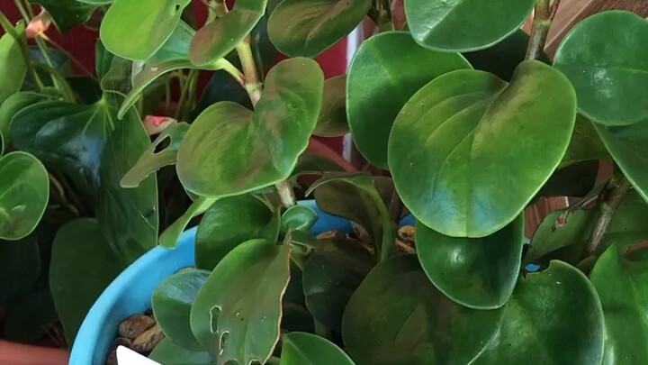 เปเปอร์หยก