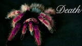 【Arachnida Mashup】Play With Fire - Deadly Beauty