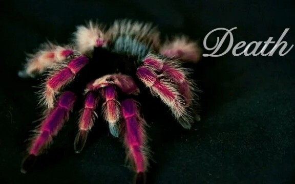 【Arachnida Mashup】Play With Fire - Deadly Beauty