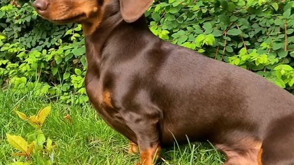 Dachshund 🥰😍🤩
