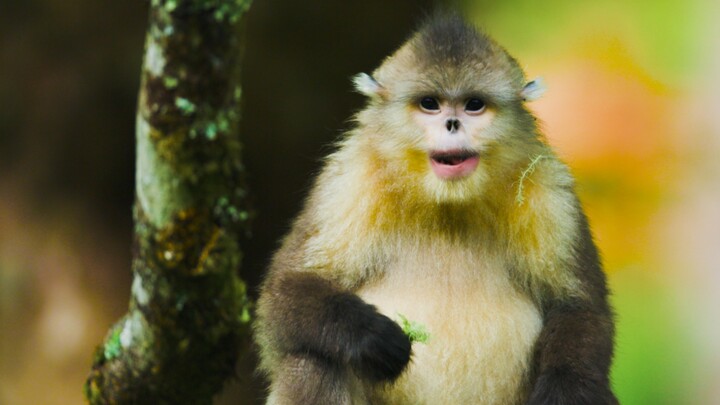 Is this Yunnan snub-nosed monkey much better than the last time it was filmed? That hairstyle is so 