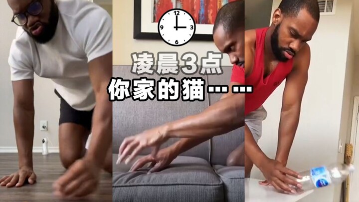 养猫人的痛：凌晨3点，家里的猫主子除了睡觉，啥都能干